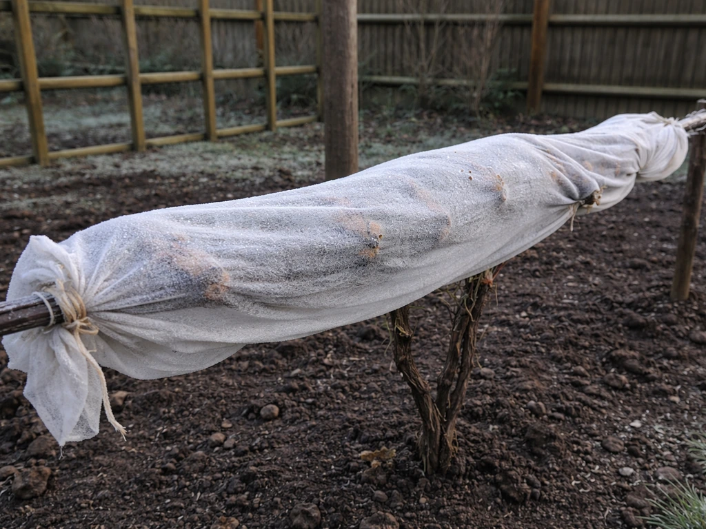 Grape vine cordon wrapped in double layer horticultural fleece overnight to protect buds from frost