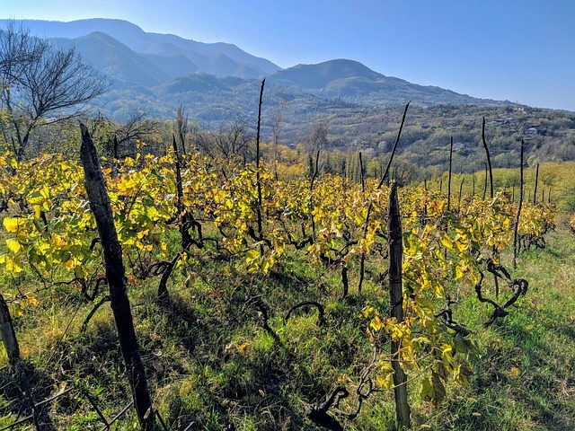 A vineyard with grapevines growing in Georgia against a mountain backdrop