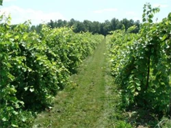 Rows of grape vines in a vineyard
