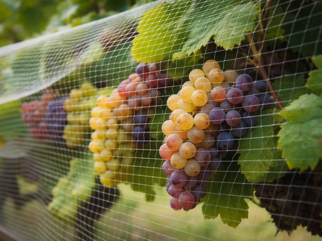 Ripening grape clusters covered with draped bird netting in a vineyard, no people visible.