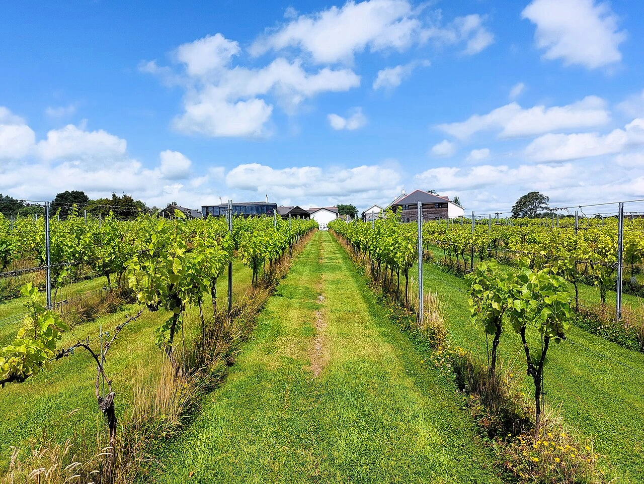 A vineyard row with grapevines growing under a blue sky, suitable for an article about growing grapes in Indiana.